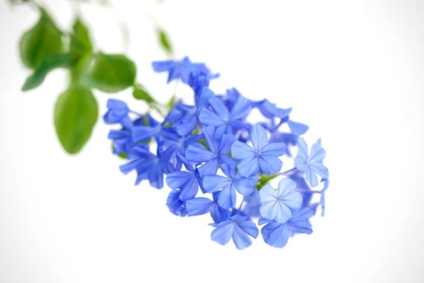 Plumbago Auriculata Himmelblume Cape Bleiwurz Blüten Auf Weißem Hintergrund Nahaufnahme — Stockfoto