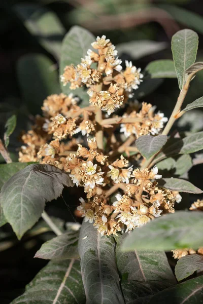 Eriobotrya Japonica Nispero Дерево Квітки Квіткові Фони — стокове фото