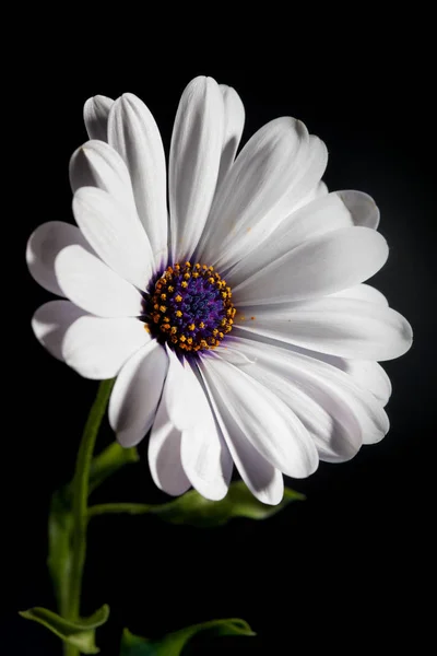 Bílý Osteospermatský Květ Černém Pozadí — Stock fotografie