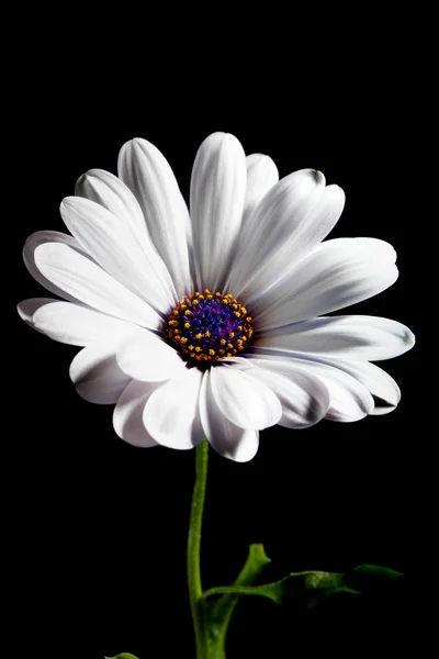 Osteospermum Fiore Bianco Sfondo Nero — Foto Stock