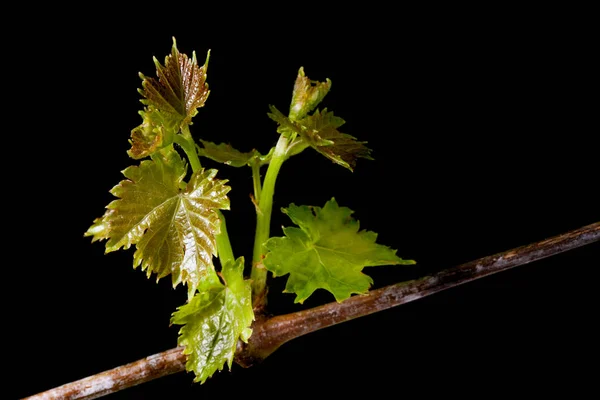 New Fresh Grape Leaves Isolated Black Background — Stock Photo, Image