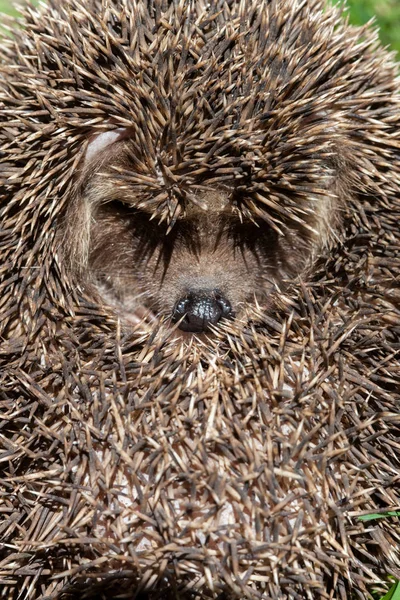 hedgehog, curled into a protective ball. the shadow of the thorns looks like an eyelash