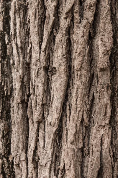 Doku arka plan ağaç kabuğu