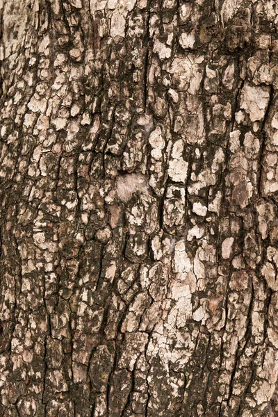 Doku arka plan ağaç kabuğu