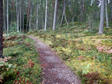 Sonbahar ormanındaki patika.