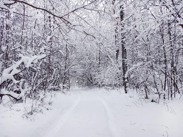 Route forestière d'hiver — Photo