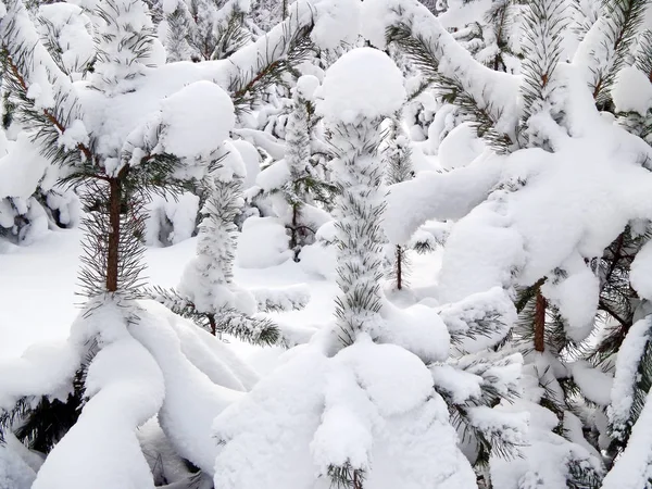 Vintern skogen — Stockfoto
