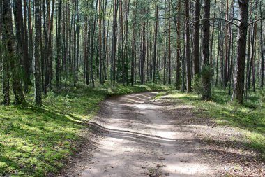 Orman yolu.