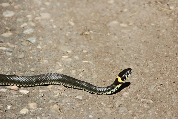 Le serpent d'herbe — Photo