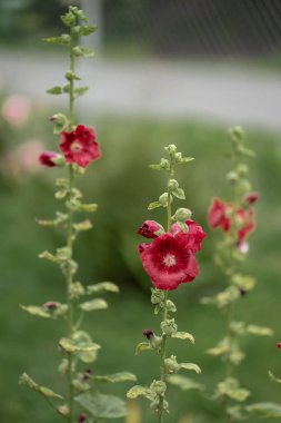 Bahçedeki kırmızı Mallow çiçeği