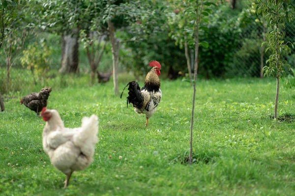 Gallo Una Gallina —  Fotos de Stock