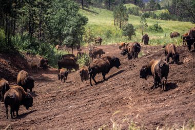 Buffalo Custer Eyalet Parkı Vahşi Yaşam Döngü Yolu, Güney Dakota