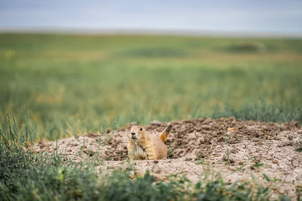 Prairie Dog Národním Parku Badlands Jižní Dakotě — Stock fotografie