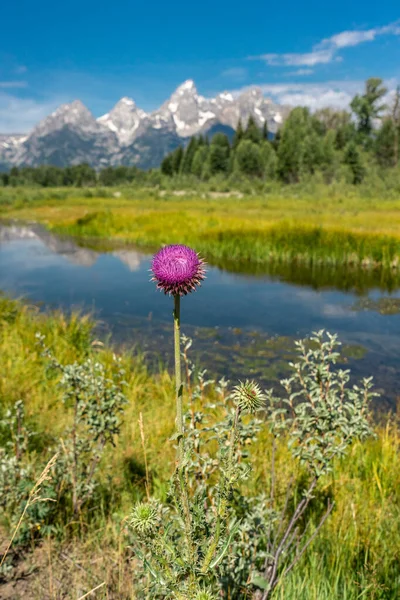 怀俄明州Grand Teton国家公园的花朵 — 图库照片