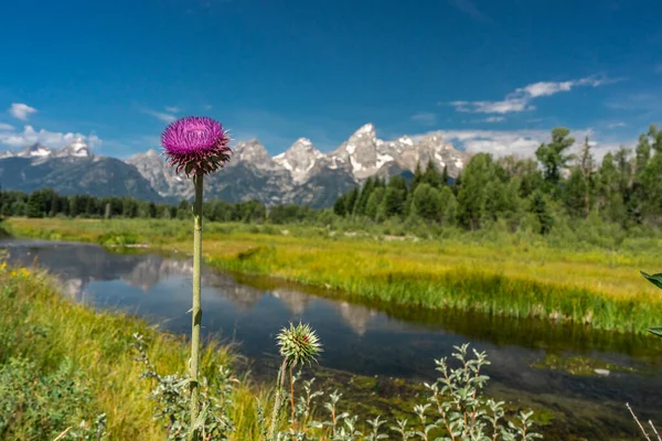 怀俄明州Grand Teton国家公园的花朵 — 图库照片