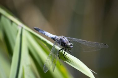 Yusufçuk yakın çekim çimenlerin üzerinde oturur