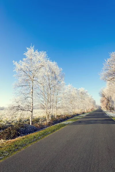 güzel kış road East Frisia, Almanya'da ağaçları ile