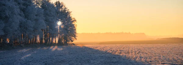 Δέντρα στο χειμερινό δάσος — Φωτογραφία Αρχείου