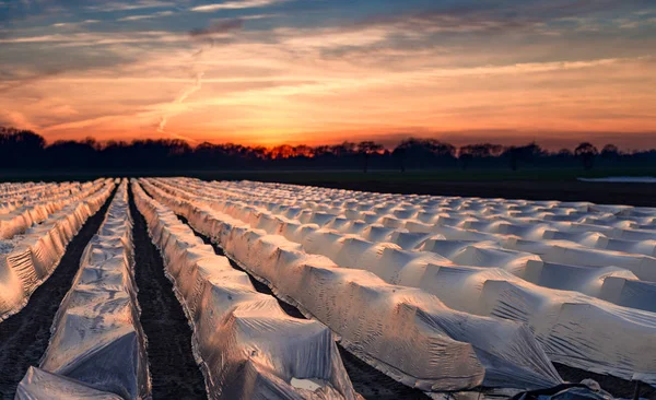 Campi di asparagi sotto copertura bianca — Foto Stock