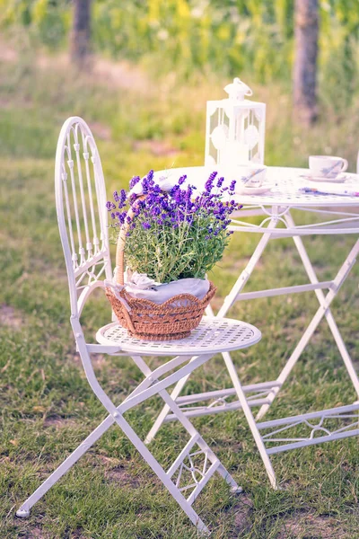 Lavender in flower pot — Stock Photo, Image