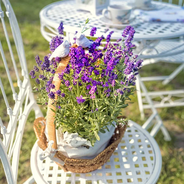 Lavender in flower pot — Stock Photo, Image