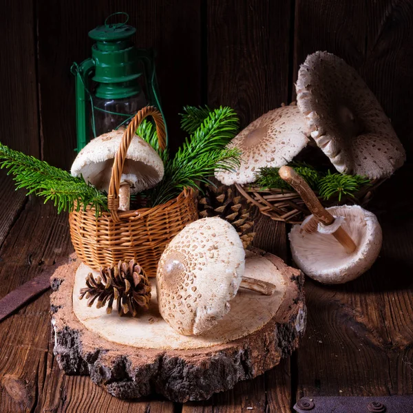 Парасолеві гриби на дерев'яному пні — стокове фото