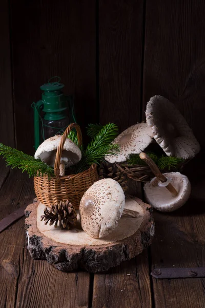 Парасолеві гриби на дерев'яному пні — стокове фото