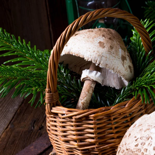 Cogumelos de guarda-sol no toco de madeira — Fotografia de Stock