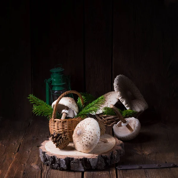 şemsiye mantar ahşap güdük üzerinde