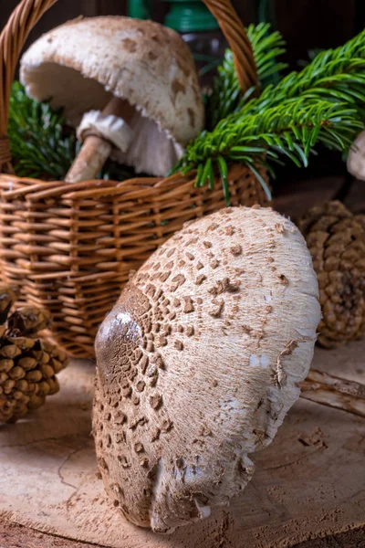 Parasol mushrooms on wooden stump — Stock Photo, Image