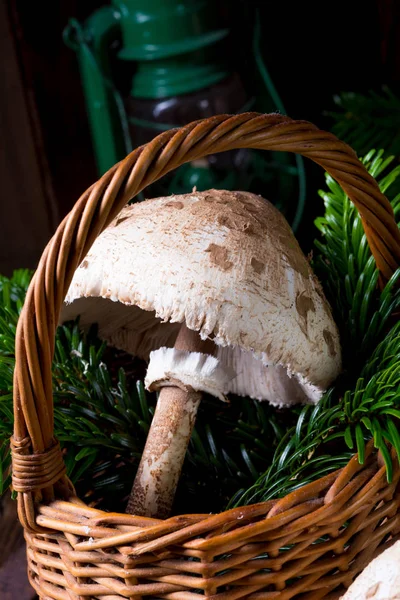 şemsiye mantar ahşap güdük üzerinde