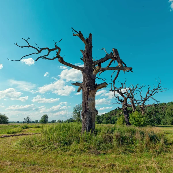 Old Oaks en el prado verde —  Fotos de Stock