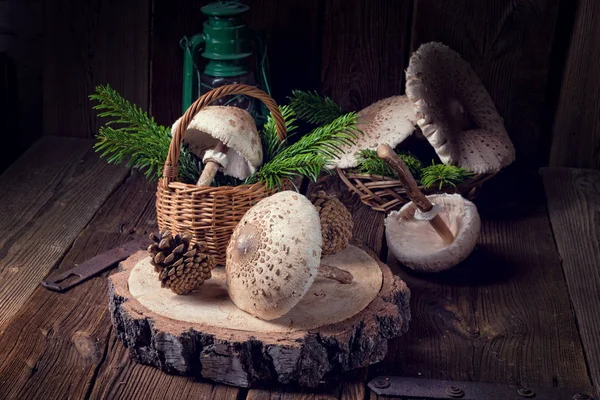 Setas parasol en tocón de madera —  Fotos de Stock