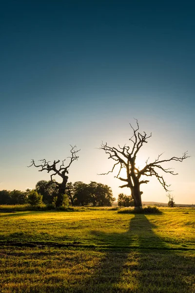 Старые дубы на зеленом лугу — стоковое фото