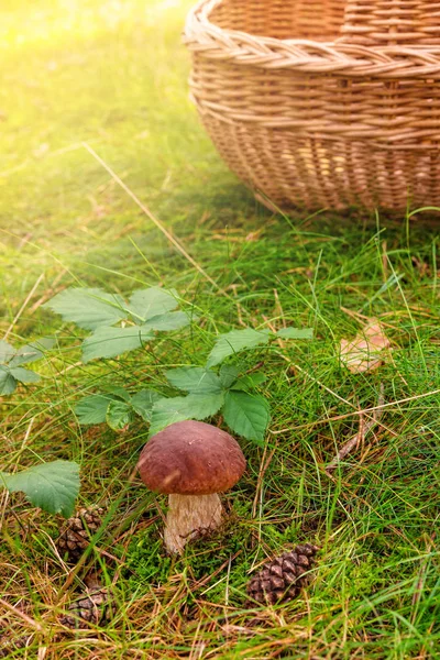 녹색 풀밭에서 성장 하는 버섯 — 스톡 사진