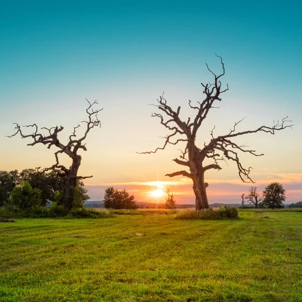 Old Oaks en el prado verde —  Fotos de Stock