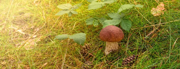Cogumelo crescendo no prado verde — Fotografia de Stock