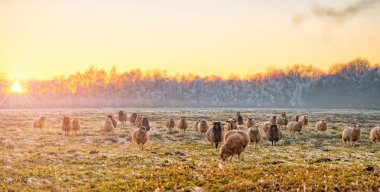 East Frisia parkta otlatma cıvıltı