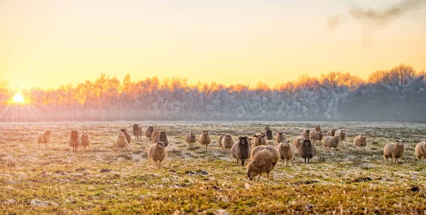 Cheep grazing in East Frisia park — Stock Photo, Image