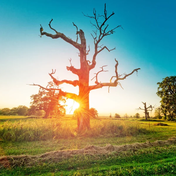 Querce vecchie su prato verde — Foto Stock