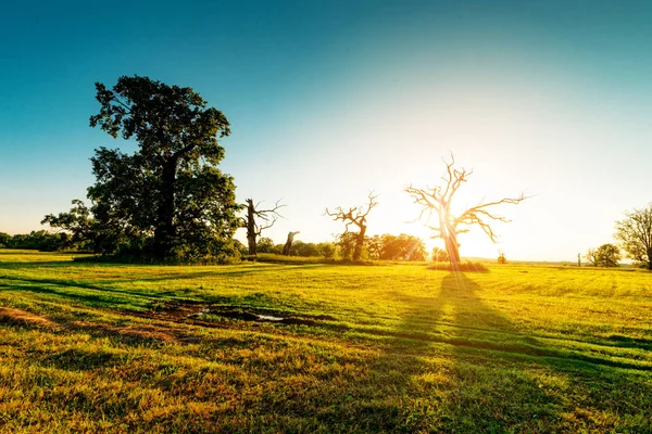 Old Oaks on green meadow — Stock Photo, Image