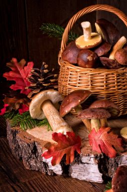 Orman mantar koleksiyonları