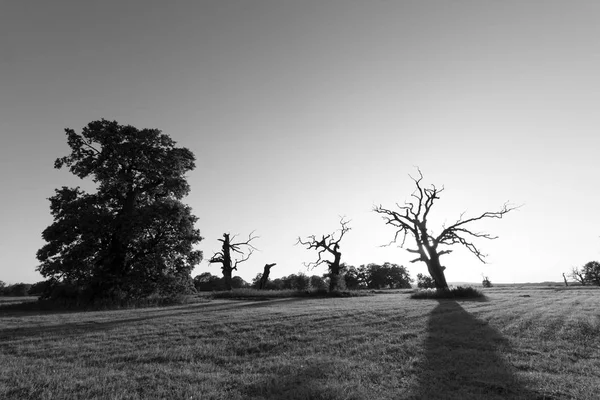 Старые дубы на лугу — стоковое фото
