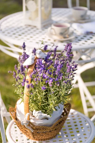 Lavender in flower pot — Stock Photo, Image
