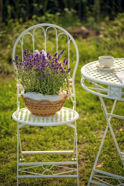 Beautiful and fresh lavender in flower pot — Stock Photo, Image