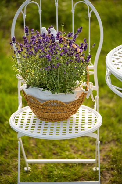 Beautiful and fresh lavender in flower pot — Stock Photo, Image