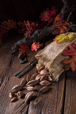 Canarium ovatum fındık