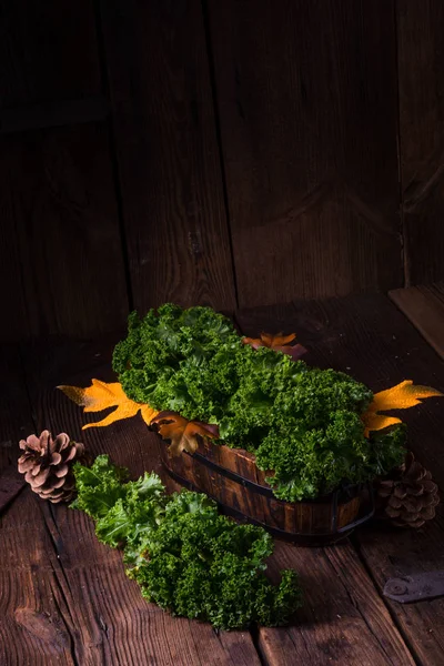 Brassica oleracea - Grünkohl — Stockfoto