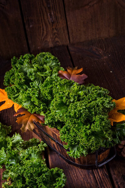 Kale Brassica oleracea 