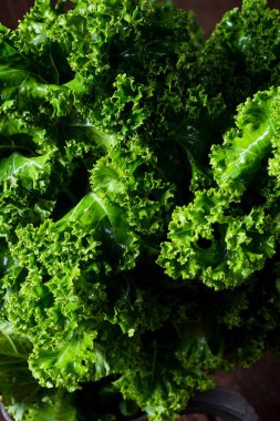 Kale Brassica oleracea 